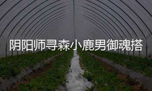 鹿男阴阳御魂师寻森小搭配